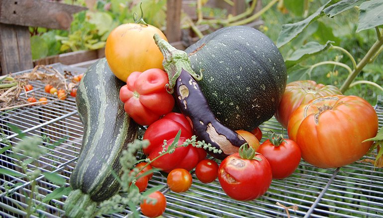 Gutes Essen Für Alle